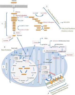 Metabolic Modulation in Macrophage Effector Function